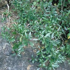 Hebe bishopiana plant at Mt Donald MacLean.<br>Photographer: Mike Bayly, Licence: All rights reserved.
