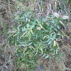 Mt Donald Maclean, May.<br>Photographer: John Smith-Dodsworth, Licence: <a target='_blank' href='https://creativecommons.org/licenses/by-nc/4.0'>CC BY-NC</a>.