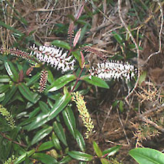 Mt Donald Maclean, May.<br>Photographer: John Smith-Dodsworth, Licence: <a target='_blank' href='https://creativecommons.org/licenses/by-nc/4.0'>CC BY-NC</a>.
