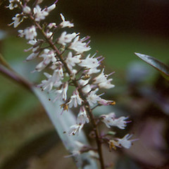 Hebe bishopiana.<br>Photographer: Bec Stanley, Licence: <a target='_blank' href='https://creativecommons.org/licenses/by-sa/4.0'>CC BY-SA</a>.