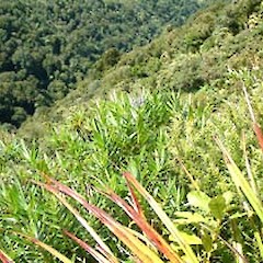 Mt Hauturu, Waima (November).<br>Photographer: John Smith-Dodsworth, Licence: <a target='_blank' href='https://creativecommons.org/licenses/by-nc/4.0'>CC BY-NC</a>.