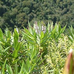 Mt Hauturu, Waima (November).<br>Photographer: John Smith-Dodsworth, Licence: <a target='_blank' href='https://creativecommons.org/licenses/by-nc/4.0'>CC BY-NC</a>.