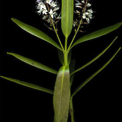 Hebe perbella flowering sprig, ex Herekino Forest.<br>Photographer: Mike Bayly, Licence: All rights reserved.