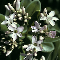 Flowers of Hebe scopulorum.<br>Photographer: Bruce D. Clarkson, Licence: All rights reserved.
