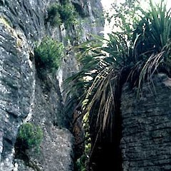 Photo taken at Awaroa Scenic Reserve, Kawhia, November.<br>Photographer: Peter J de Lange, Licence: <a target='_blank' href='https://creativecommons.org/licenses/by-nc/4.0'>CC BY-NC</a>.