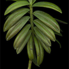 Hebe scopulorum.<br>Photographer: Mike Bayly, Licence: All rights reserved.