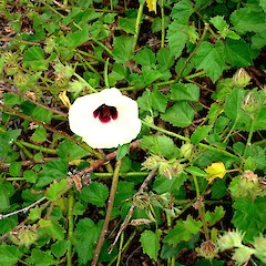 Hibiscus diversifolius in flower.<br>Photographer: Peter J de Lange, Licence: <a target='_blank' href='https://creativecommons.org/licenses/by-nc/4.0'>CC BY-NC</a>.
