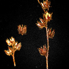 Hibiscus diversifolius seed pods.<br>Photographer: Peter J de Lange, Licence: <a target='_blank' href='https://creativecommons.org/licenses/by-nc/4.0'>CC BY-NC</a>.