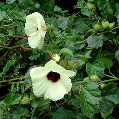 Hibiscus diversifolius in flower.<br>Photographer: Peter J de Lange, Licence: <a target='_blank' href='https://creativecommons.org/licenses/by-nc/4.0'>CC BY-NC</a>.