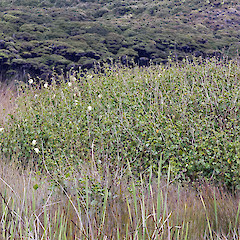 Te Paki.<br>Photographer: Jeremy R. Rolfe, Date taken: 07/11/2007, Licence: <a target='_blank' href='https://creativecommons.org/licenses/by/4.0'>CC BY</a>.