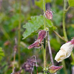 Flower buds. Te Paki.<br>Photographer: Jeremy R. Rolfe, Date taken: 07/11/2007, Licence: <a target='_blank' href='https://creativecommons.org/licenses/by/4.0'>CC BY</a>.