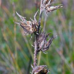 Fruit capsules after dehiscence. Te Paki.<br>Photographer: Jeremy R. Rolfe, Date taken: 07/11/2007, Licence: <a target='_blank' href='https://creativecommons.org/licenses/by/4.0'>CC BY</a>.