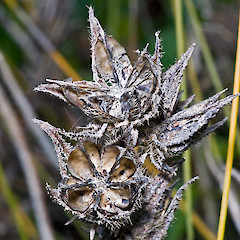 Fruit capsules after dehiscence. Te Paki.<br>Photographer: Jeremy R. Rolfe, Date taken: 07/11/2007, Licence: <a target='_blank' href='https://creativecommons.org/licenses/by/4.0'>CC BY</a>.