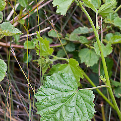 Foliage. Te Paki.<br>Photographer: Jeremy R. Rolfe, Date taken: 07/11/2007, Licence: <a target='_blank' href='https://creativecommons.org/licenses/by/4.0'>CC BY</a>.