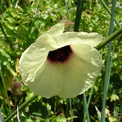 Hibiscus diversifolius flower at Tauroa Point.<br>Photographer: Bill Campbell, Date taken: 21/12/2007, Licence: <a target='_blank' href='https://creativecommons.org/licenses/by-nc/4.0'>CC BY-NC</a>.