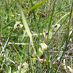 Hibiscus diversifolius growing in wetland at Tauroa Point.<br>Photographer: Bill Campbell, Date taken: 21/12/2007, Licence: <a target='_blank' href='https://creativecommons.org/licenses/by-nc/4.0'>CC BY-NC</a>.