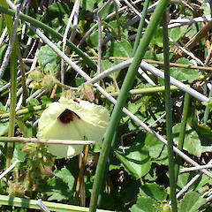 Hibiscus diversifolius in flower at Tauroa Point.<br>Photographer: Bill Campbell, Date taken: 21/12/2007, Licence: <a target='_blank' href='https://creativecommons.org/licenses/by-nc/4.0'>CC BY-NC</a>.