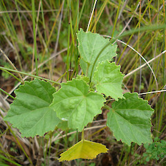 Hibiscus diversifolius at Puwheke Beach, Karikari Peninsula.<br>Photographer: Bill Campbell, Date taken: 01/12/2007, Licence: <a target='_blank' href='https://creativecommons.org/licenses/by-nc/4.0'>CC BY-NC</a>.