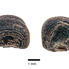 Seeds, in cultivation ex Te Paki.<br>Photographer: Jeremy R. Rolfe, Date taken: 12/03/2015, Licence: <a target='_blank' href='https://creativecommons.org/licenses/by/4.0'>CC BY</a>.