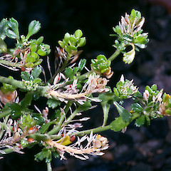 In cultivation ex north-west Nelson.<br>Photographer: Jeremy R. Rolfe, Date taken: 16/02/2009, Licence: <a target='_blank' href='https://creativecommons.org/licenses/by/4.0'>CC BY</a>.
