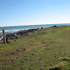 Habitat for Lepidium flexicaule at Stent Road, Taranaki.<br>Photographer: Graeme La Cock, Licence: <a target='_blank' href='https://creativecommons.org/licenses/by-nc/4.0'>CC BY-NC</a>.