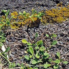 Seedlings, Cape Egmont. Mar 2004.<br>Photographer: Colin C. Ogle, Licence: <a target='_blank' href='https://creativecommons.org/licenses/by-nc/4.0'>CC BY-NC</a>.