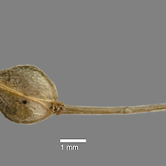 Mature silicle of Lepidium flexicaule. AK 294940.<br>Photographer: Jeremy R. Rolfe, Date taken: 30/10/2010, Licence: <a target='_blank' href='https://creativecommons.org/licenses/by/4.0'>CC BY</a>.