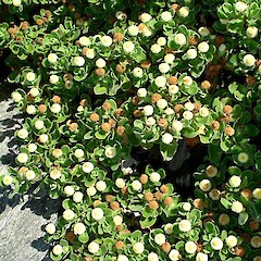 Leptinella featherstonii, Chatham Islands.<br>Photographer: Peter J de Lange, Licence: <a target='_blank' href='https://creativecommons.org/licenses/by-nc/4.0'>CC BY-NC</a>. <a class='member-message' href='/nzpcn/why-join-nzpcn/' target='_blank'>Members can view a larger version of this image.</a>