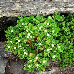 Leptinella featherstonii, Chatham Islands.<br>Photographer: Peter J de Lange, Licence: <a target='_blank' href='https://creativecommons.org/licenses/by-nc/4.0'>CC BY-NC</a>. <a class='member-message' href='/nzpcn/why-join-nzpcn/' target='_blank'>Members can view a larger version of this image.</a>