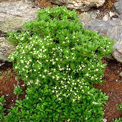 Leptinella featherstonii, Chatham Islands.<br>Photographer: Peter J de Lange, Licence: <a target='_blank' href='https://creativecommons.org/licenses/by-nc/4.0'>CC BY-NC</a>. <a class='member-message' href='/nzpcn/why-join-nzpcn/' target='_blank'>Members can view a larger version of this image.</a>