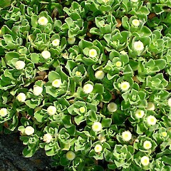 Leptinella featherstonii, Chatham Islands.<br>Photographer: Peter J de Lange, Licence: <a target='_blank' href='https://creativecommons.org/licenses/by-nc/4.0'>CC BY-NC</a>. <a class='member-message' href='/nzpcn/why-join-nzpcn/' target='_blank'>Members can view a larger version of this image.</a>