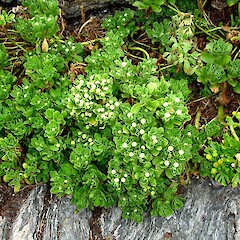 Leptinella featherstonii, Chatham Islands.<br>Photographer: Peter J de Lange, Licence: <a target='_blank' href='https://creativecommons.org/licenses/by-nc/4.0'>CC BY-NC</a>. <a class='member-message' href='/nzpcn/why-join-nzpcn/' target='_blank'>Members can view a larger version of this image.</a>