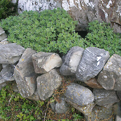 Kaingaroa, Chatham Islands.<br>Photographer: John Sawyer, Licence: <a target='_blank' href='https://creativecommons.org/licenses/by-nc/4.0'>CC BY-NC</a>. <a class='member-message' href='/nzpcn/why-join-nzpcn/' target='_blank'>Members can view a larger version of this image.</a>