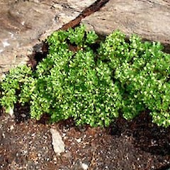 Leptinella featherstonii shrub in flower, Western Reef.<br>Photographer: Peter J de Lange, Date taken: 15/01/2006, Licence: <a target='_blank' href='https://creativecommons.org/licenses/by-nc/4.0'>CC BY-NC</a>.