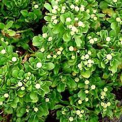 Leptinella featherstonii shrub in full flower, Western Reef.<br>Photographer: Peter J de Lange, Date taken: 15/01/2006, Licence: <a target='_blank' href='https://creativecommons.org/licenses/by-nc/4.0'>CC BY-NC</a>.