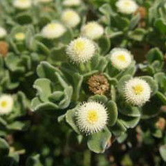 Leptinella featherstonii.<br>Photographer: John Sawyer, Licence: <a target='_blank' href='https://creativecommons.org/licenses/by-nc/4.0'>CC BY-NC</a>.