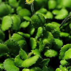 Close up of flower.<br>Photographer: Shannel Courtney, Licence: <a target='_blank' href='https://creativecommons.org/licenses/by-nc/4.0'>CC BY-NC</a>.