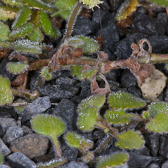 In cultivation ex South Head, Hokianga.<br>Photographer: Jeremy R. Rolfe, Date taken: 19/10/2007, Licence: <a target='_blank' href='https://creativecommons.org/licenses/by/4.0'>CC BY</a>. <a class='member-message' href='/nzpcn/why-join-nzpcn/' target='_blank'>Members can view a larger version of this image.</a>