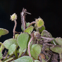 Te Paki, from a specimen collected by Andrew Townsend.<br>Photographer: Jeremy R. Rolfe, Date taken: 07/11/2007, Licence: <a target='_blank' href='https://creativecommons.org/licenses/by/4.0'>CC BY</a>. <a class='member-message' href='/nzpcn/why-join-nzpcn/' target='_blank'>Members can view a larger version of this image.</a>