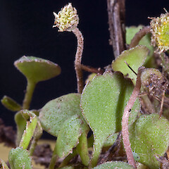 Te Paki, from a specimen collected by Andrew Townsend.<br>Photographer: Jeremy R. Rolfe, Date taken: 07/11/2007, Licence: <a target='_blank' href='https://creativecommons.org/licenses/by/4.0'>CC BY</a>. <a class='member-message' href='/nzpcn/why-join-nzpcn/' target='_blank'>Members can view a larger version of this image.</a>