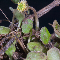 Te Paki, from a specimen collected by Andrew Townsend.<br>Photographer: Jeremy R. Rolfe, Date taken: 07/11/2007, Licence: <a target='_blank' href='https://creativecommons.org/licenses/by/4.0'>CC BY</a>. <a class='member-message' href='/nzpcn/why-join-nzpcn/' target='_blank'>Members can view a larger version of this image.</a>