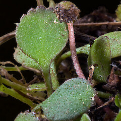 Te Paki, from a specimen collected by Andrew Townsend.<br>Photographer: Jeremy R. Rolfe, Date taken: 07/11/2007, Licence: <a target='_blank' href='https://creativecommons.org/licenses/by/4.0'>CC BY</a>. <a class='member-message' href='/nzpcn/why-join-nzpcn/' target='_blank'>Members can view a larger version of this image.</a>