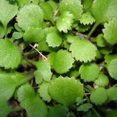 Leptinella rotundata at Maunganui Bluff.<br>Photographer: Bill Campbell, Date taken: 16/06/2007, Licence: <a target='_blank' href='https://creativecommons.org/licenses/by-nc/4.0'>CC BY-NC</a>. <a class='member-message' href='/nzpcn/why-join-nzpcn/' target='_blank'>Members can view a larger version of this image.</a>