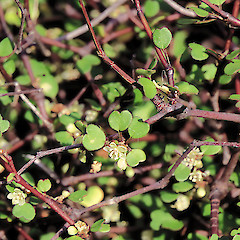Baring Head.<br>Photographer: Jeremy R. Rolfe, Date taken: 09/02/1992, Licence: <a target='_blank' href='https://creativecommons.org/licenses/by/4.0'>CC BY</a>.