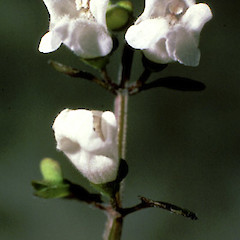 Close up of flowers.<br>Photographer: Colin C. Ogle, Licence: <a target='_blank' href='https://creativecommons.org/licenses/by-nc/4.0'>CC BY-NC</a>.
