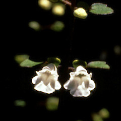 Flowers.<br>Photographer: Shannel Courtney, Licence: <a target='_blank' href='https://creativecommons.org/licenses/by-nc/4.0'>CC BY-NC</a>.