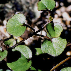 Leaves.<br>Photographer: Shannel Courtney, Licence: <a target='_blank' href='https://creativecommons.org/licenses/by-nc/4.0'>CC BY-NC</a>.