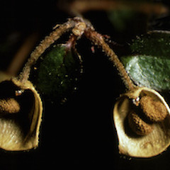 Close up.<br>Photographer: Bill Malcolm, Licence: All rights reserved.