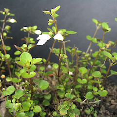 Scutellaria novae-zelandiae.<br>Photographer: John Barkla, Licence: <a target='_blank' href='https://creativecommons.org/licenses/by/4.0'>CC BY</a>. <a class='member-message' href='/nzpcn/why-join-nzpcn/' target='_blank'>Members can view a larger version of this image.</a>