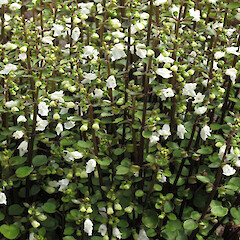 In cultivation.<br>Photographer: John Barkla, Licence: <a target='_blank' href='https://creativecommons.org/licenses/by/4.0'>CC BY</a>. <a class='member-message' href='/nzpcn/why-join-nzpcn/' target='_blank'>Members can view a larger version of this image.</a>